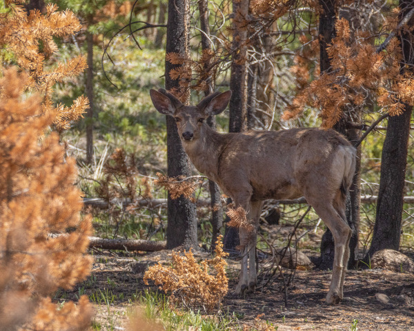 How humans and climate change are complicating survival for wildlife in Eagle County - Vimarsana News